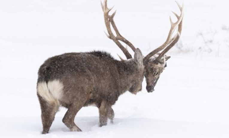 Fotka jelena postala hit na internetu, odmah ćete vidjeti zbog čega