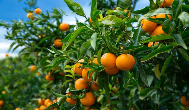 Mandarine su hranljive i pune vitamina